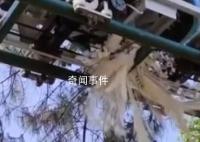 孔雀飞到轨道上被缆车碾压死亡 目前已经整顿了