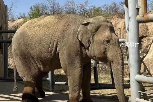 22岁青年亚洲象“欣欣”死亡 曾患脚疾多年