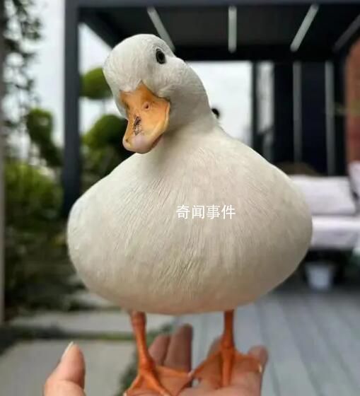 名贵宠物鸭散步被掳差点成老鸭煲 民警在嫌疑人晚饭前将其抓获