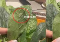 海底捞回应女子吃菠菜发现虫卵 虫卵会不会对人体有害
