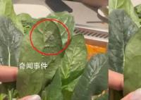 李月汝后十字交叉韧带三度撕裂 医生建议休息至少十周