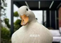 名贵宠物鸭散步被掳差点成老鸭煲 民警在嫌疑人晚饭前将其抓获