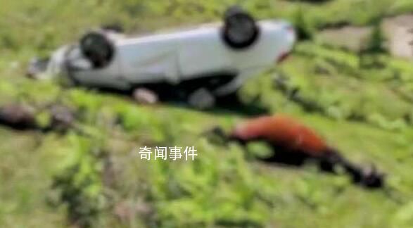 游客开车撞死两匹马?景区回应