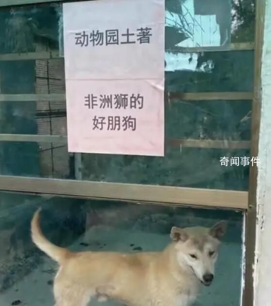 动物园回应圈养鸡羊狗:珍惜品种
