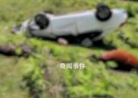 游客开车撞死两匹马?景区回应