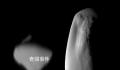 土星神秘UFO状卫星形成之谜 土卫十八是已知的土星卫星家族中最小的一颗