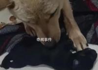 男子被流浪狗咬伤后踩死4只幼崽 还剩两只受重伤