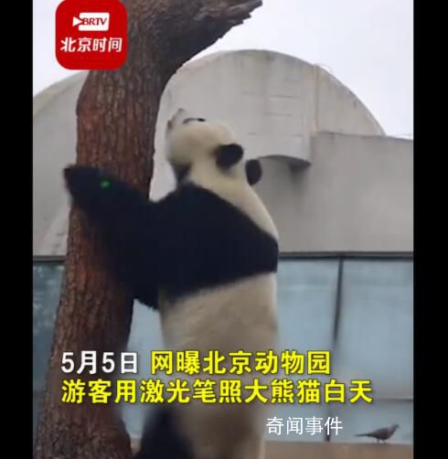 游客用激光笔照射大熊猫 已接到相关投诉反馈给相关部门处理