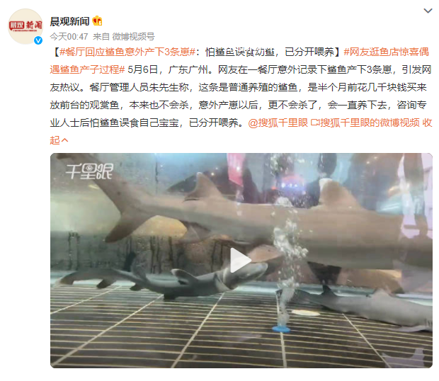 网友逛鱼店惊喜偶遇鲨鱼产子过程 产下3条崽用了2个小时