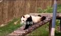 被大熊猫的演技彻底征服了 网友：秦韵你这个老六