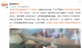 网友逛鱼店惊喜偶遇鲨鱼产子过程 产下3条崽用了2个小时