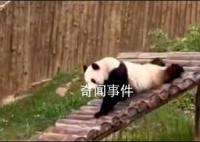 被大熊猫的演技彻底征服了 网友：秦韵你这个老六