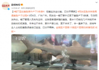 网友逛鱼店惊喜偶遇鲨鱼产子过程 产下3条崽用了2个小时
