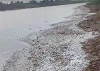 河南开封一河岸边现大量死鱼 目前正在调查中