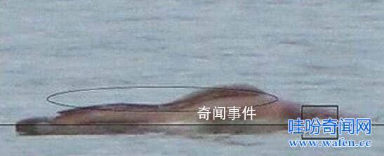 广东湛江湖光岩水怪之谜 湛江湖光岩水怪真身是什么动物