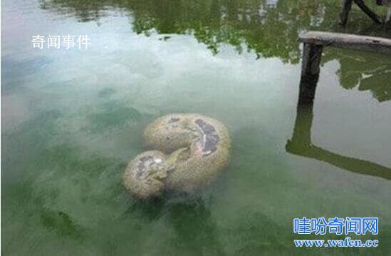 福建左海湖水怪真身是什么动物 左海湖水怪之谜完整版