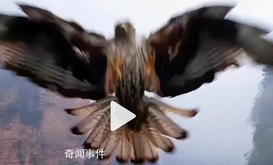 无人机航拍时被鹰叼走 网友：野生老鹰的战斗力爆表
