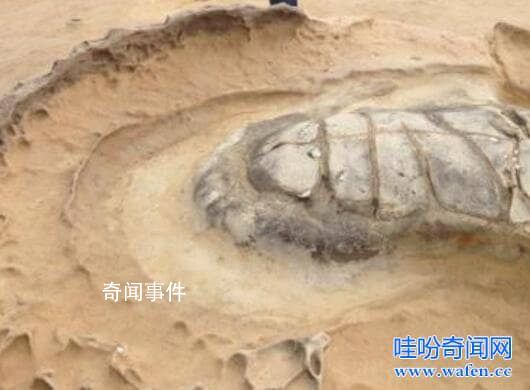海龟自埋之谜 海龟自埋的原因是什么