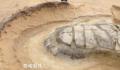 海龟自埋之谜 海龟自埋的原因是什么