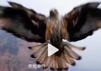 无人机航拍时被鹰叼走 网友：野生老鹰的战斗力爆表
