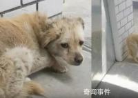 狗狗失踪7年后回家主人煮饺子庆团圆 太令人感动了
