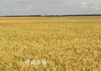 14亿多人的饭碗端得稳、端得牢 夯实粮食安全根基