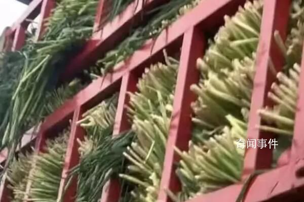 运输无根小葱被收费?司机回应