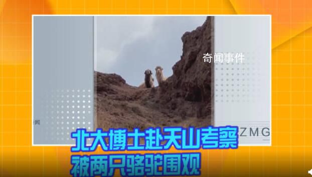 北大博士赴天山考察被俩骆驼围观 实在是太可爱了