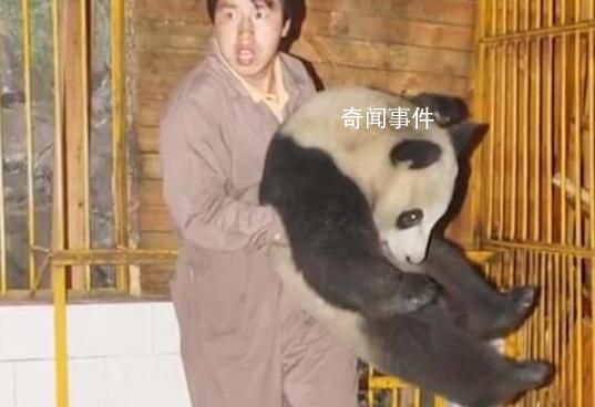 汶川地震饲养员连抱带抬转移大熊猫 它紧紧抱着饲养员指甲都掐进肉里