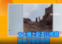 北大博士赴天山考察被俩骆驼围观 实在是太可爱了