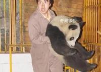 汶川地震饲养员连抱带抬转移大熊猫 它紧紧抱着饲养员指甲都掐进肉里
