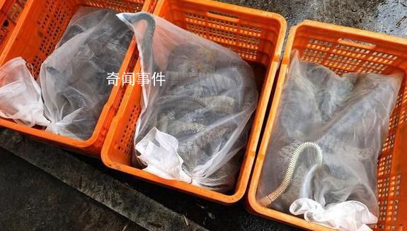 一夜偷1000斤蛇500枚蛇蛋4人落网 半个月作案4起案值约27万元