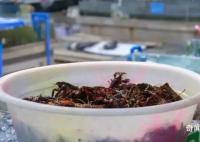 小龙虾价格近腰斩 小龙虾为啥便宜了