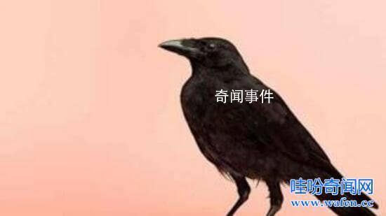 乌鸦悖论存在的意义是什么 乌鸦悖论是什么意思