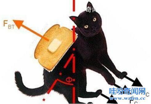 黄油猫悖论真的假的 黄油猫悖论是什么意思