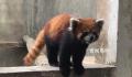 警方破获大案解救63只小熊猫 涉案野生动物救助待规范