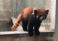 警方破获大案解救63只小熊猫 涉案野生动物救助待规范