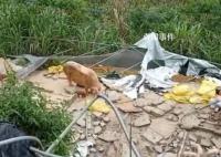 养猪户疑用改装枪射伤3人已自首 当地警方对其悬赏5万元通缉