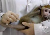 日媒:美国实验猴贵了约15倍