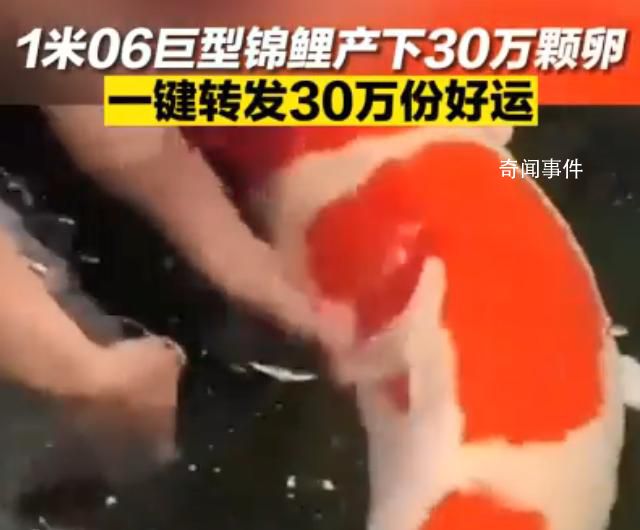 济南巨无霸锦鲤顺利产卵30万颗 网友：可以许30万个愿望