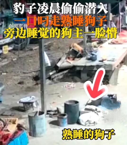 豹子闯入印度男子家中偷狗 不少人直呼被吓坏了