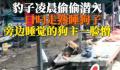 豹子闯入印度男子家中偷狗 不少人直呼被吓坏了
