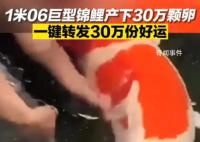 济南巨无霸锦鲤顺利产卵30万颗 网友：可以许30万个愿望