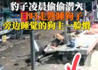 豹子闯入印度男子家中偷狗 不少人直呼被吓坏了