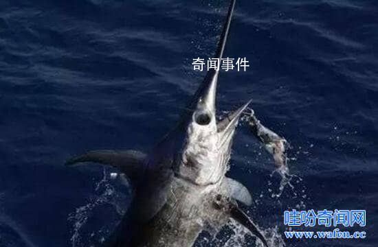 海底一万米有多恐怖 海底一万米下的生物有哪些