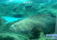 海底一万米有多恐怖?海底一万米吓疯潜水员