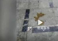 安徽滁州一小区内有人高空抛下粪便