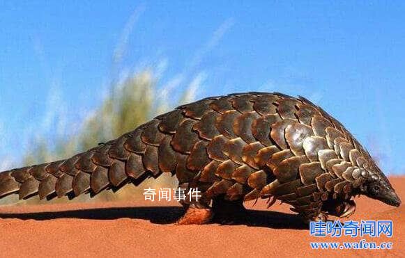 b站十大未解之谜是什么 b站十大未解之谜是哪些