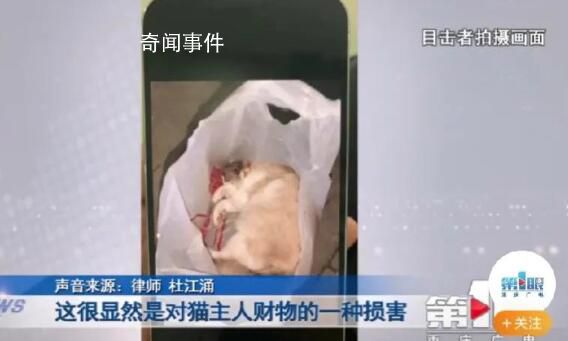 宠物猫被邻居高空扔下活活摔死 警方正在对此展开调查