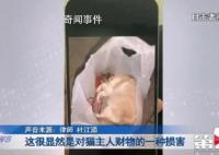 宠物猫被邻居高空扔下活活摔死 警方正在对此展开调查